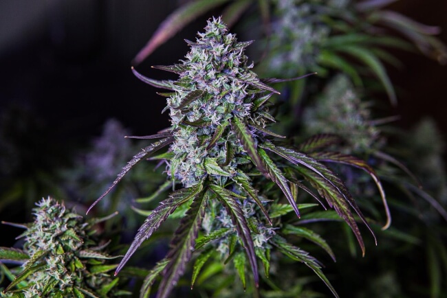 3Wok OG Auto Feminised Seeds product image