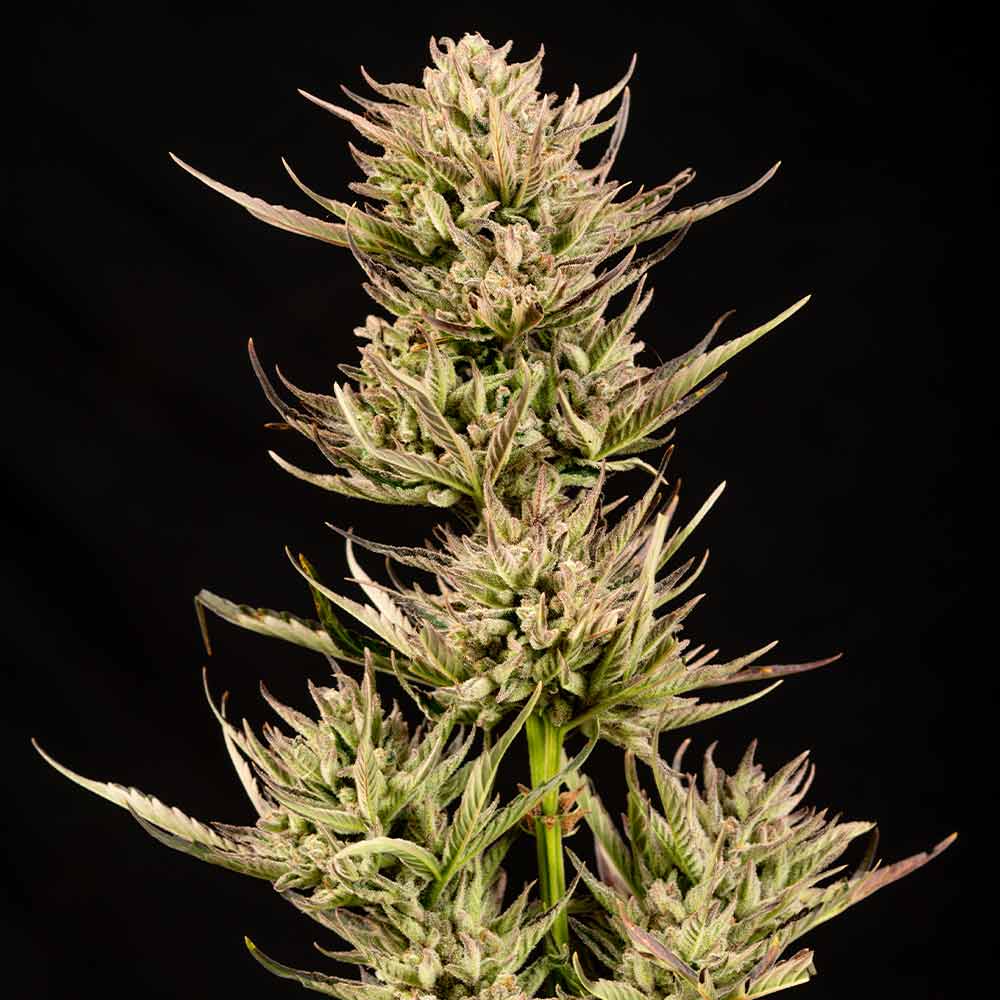 Cookie Apple OG F1 Auto Feminised Seeds product image