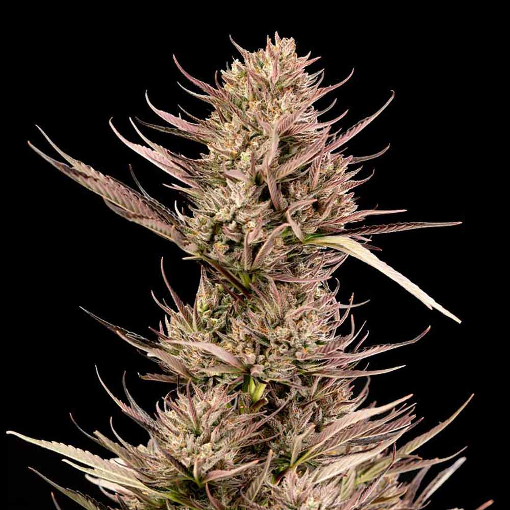 Garlic Muffin F1 Auto Feminised Seeds product image