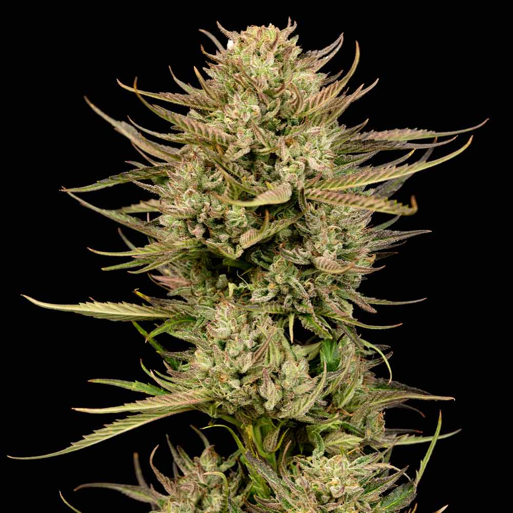 Cherry Punch F1 Feminised Seeds product image