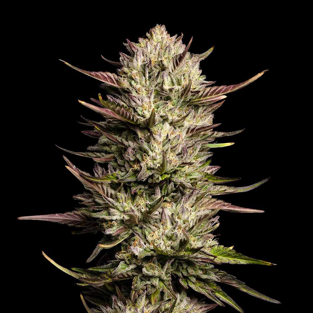 Purple Oreoz F1 Feminised Seeds product image