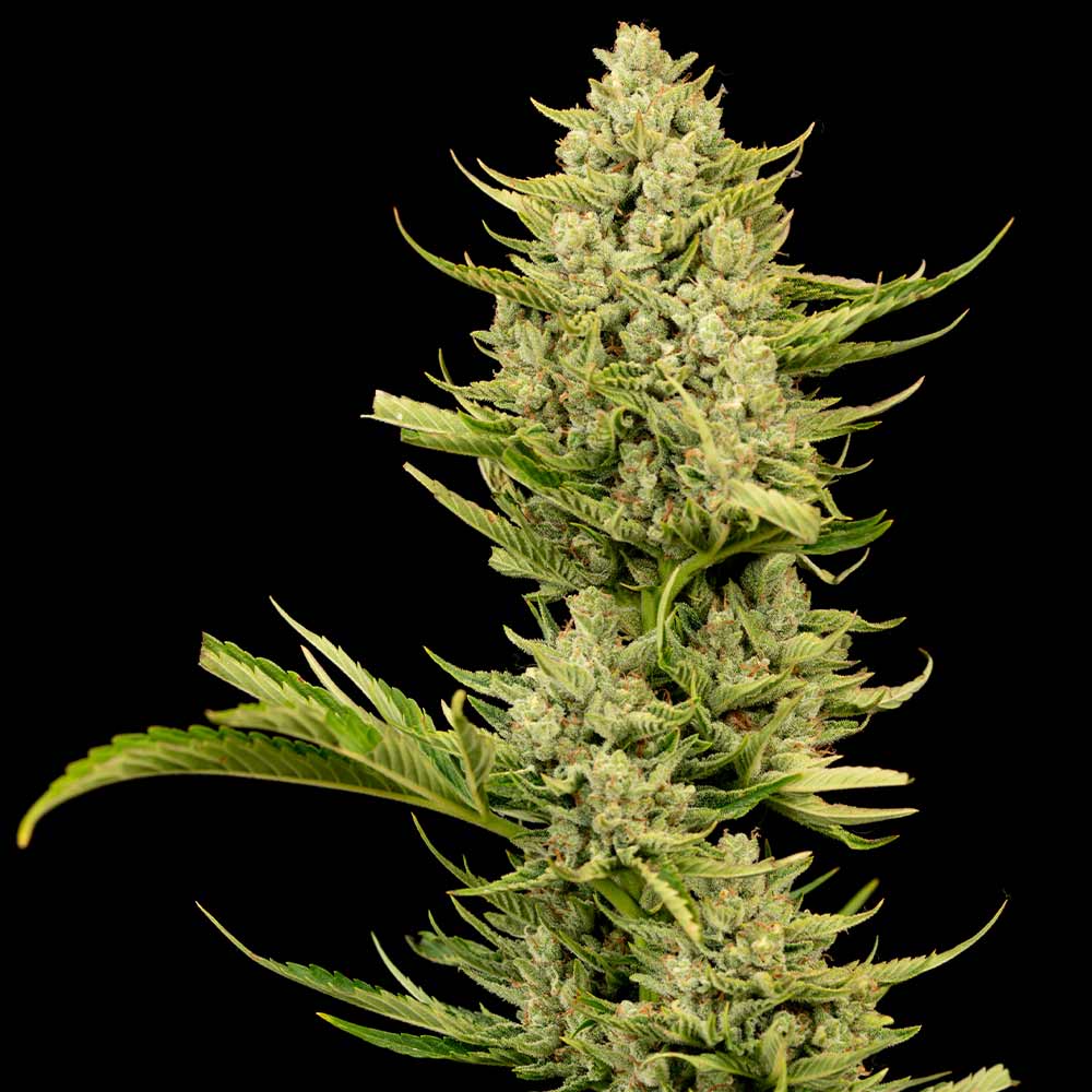 Tangerine Snow F1 Fast Feminised Seeds product image
