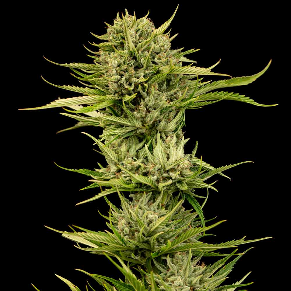 Blueberry Pie F1 Fast Feminised Seeds product image
