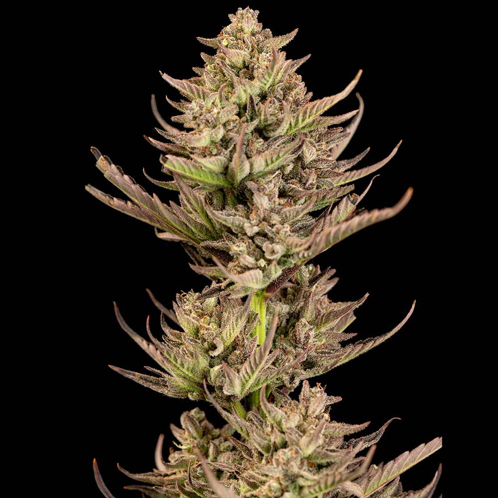 Purple Punch F1 Fast Feminised Seeds product image