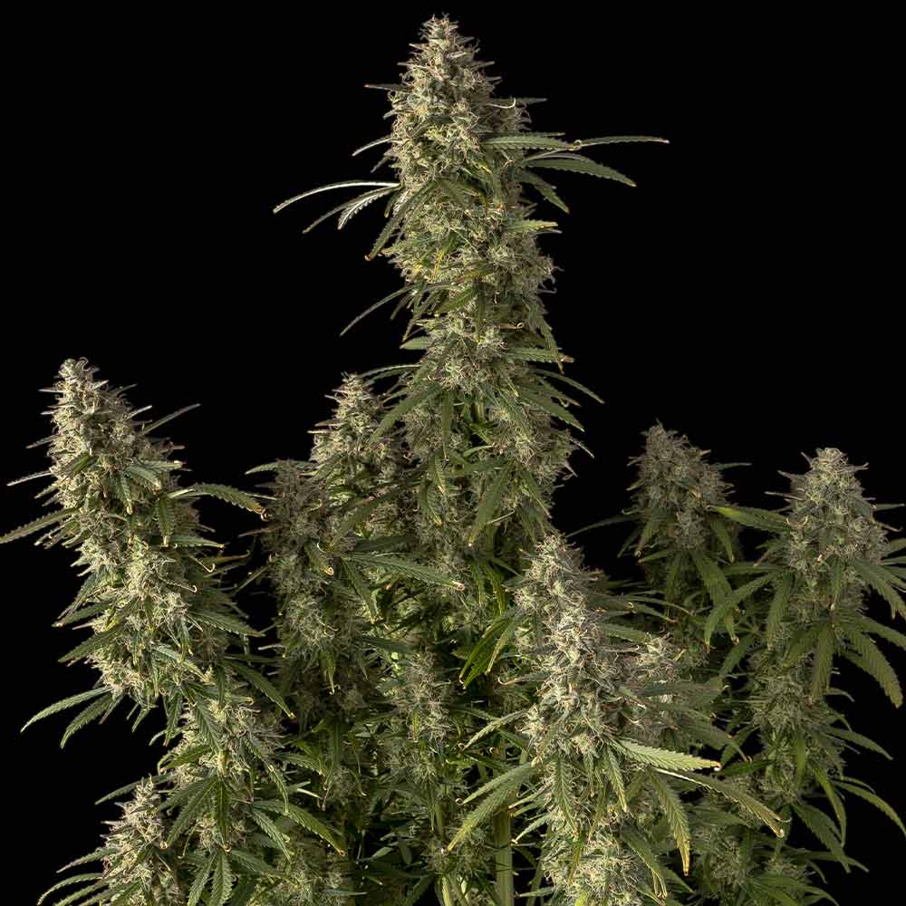 Pineapple OG Auto Feminised Seeds product image