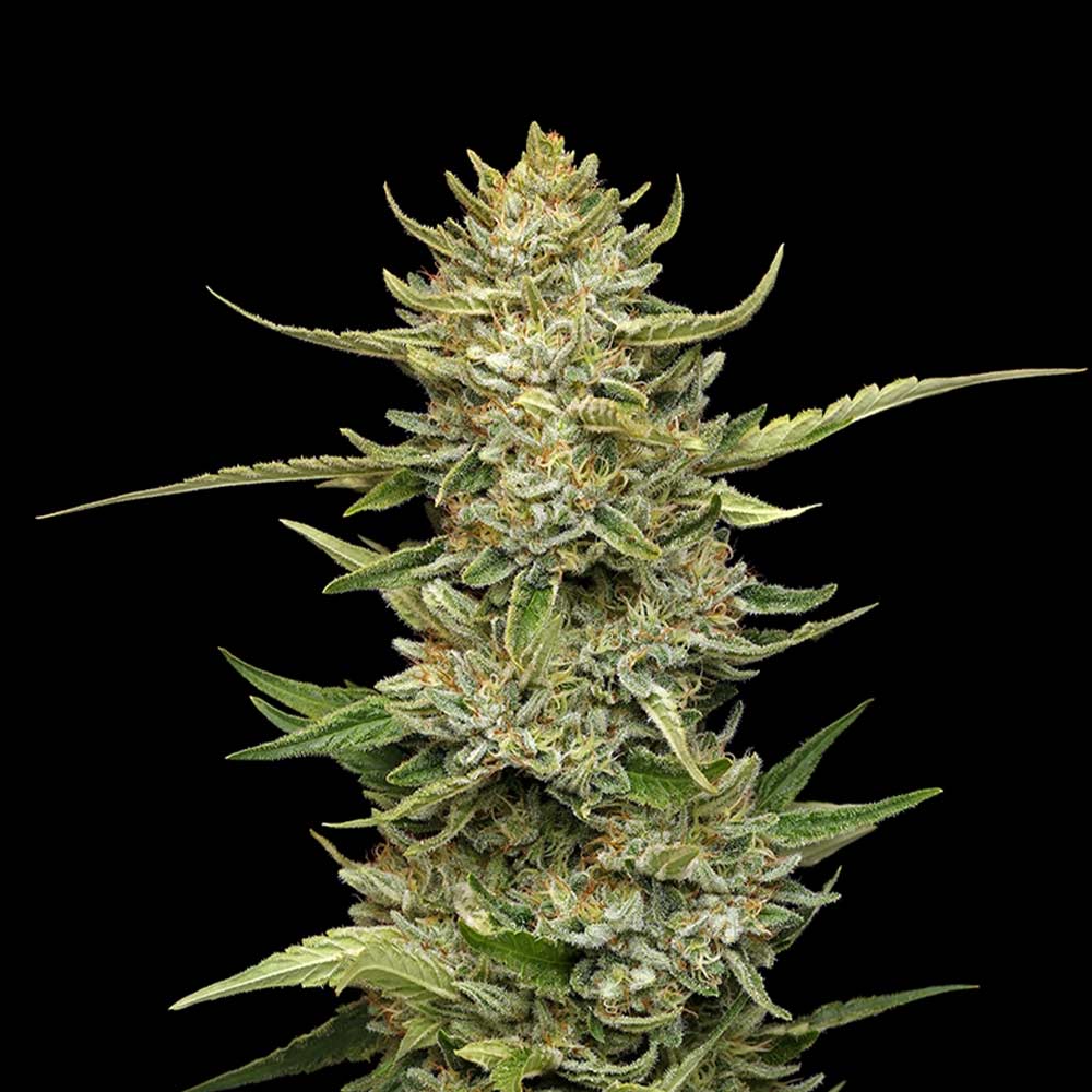 Sour Diesel Auto Feminised Seeds product image
