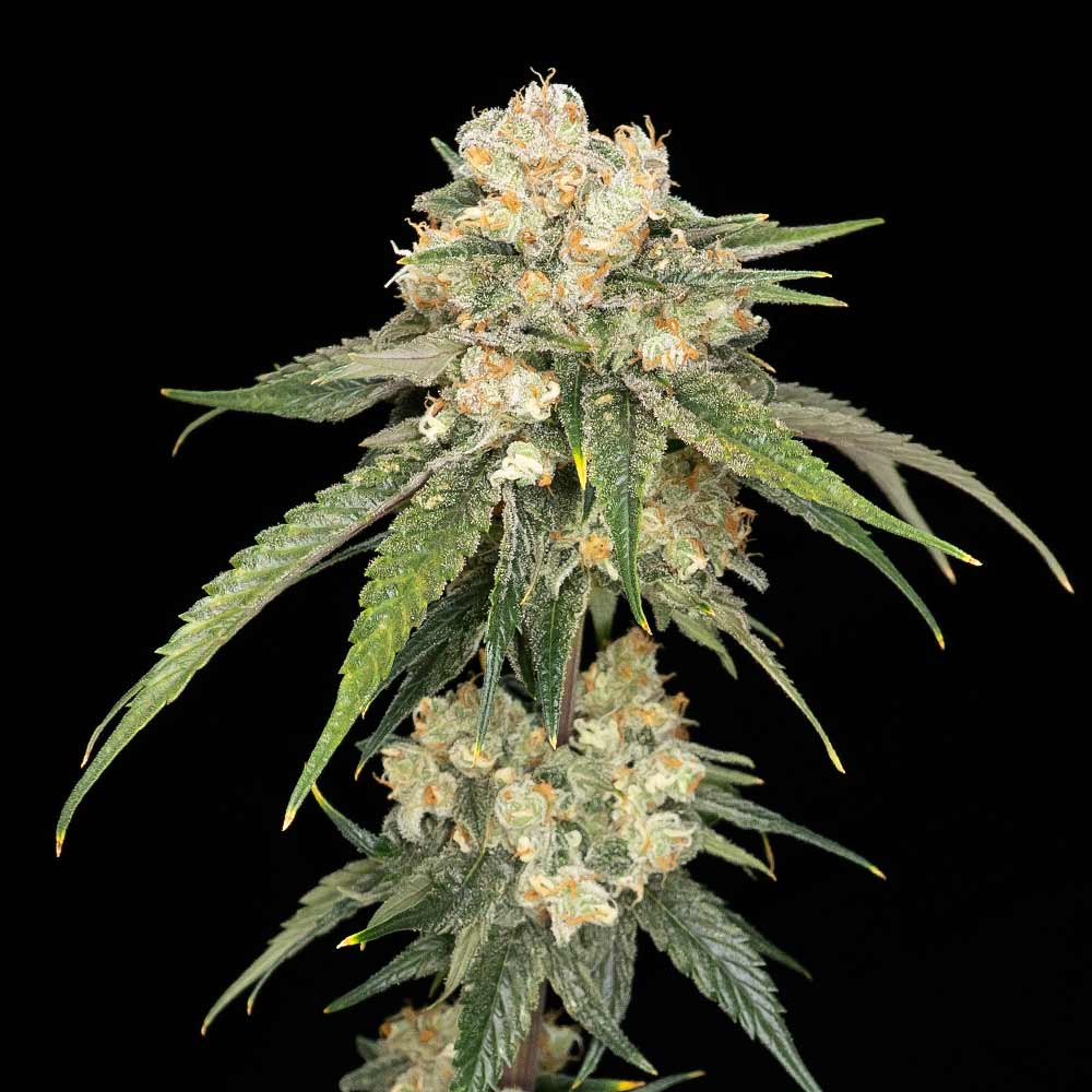 Ice Dream Cake Feminised Seeds product image
