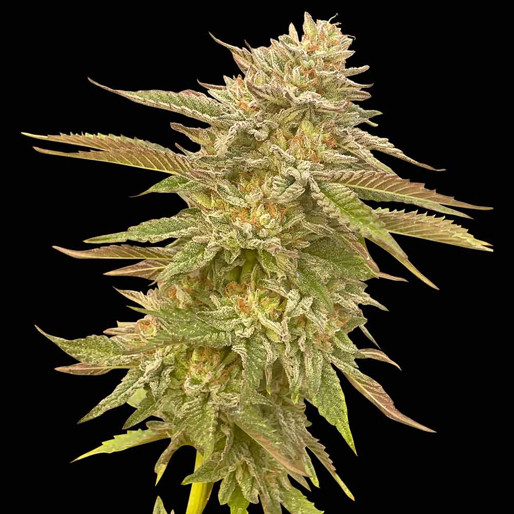 Pineapple OG Feminised Seeds product image