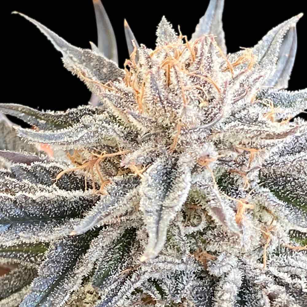 Alaskan Do-Si-Dos Feminised Seeds product image