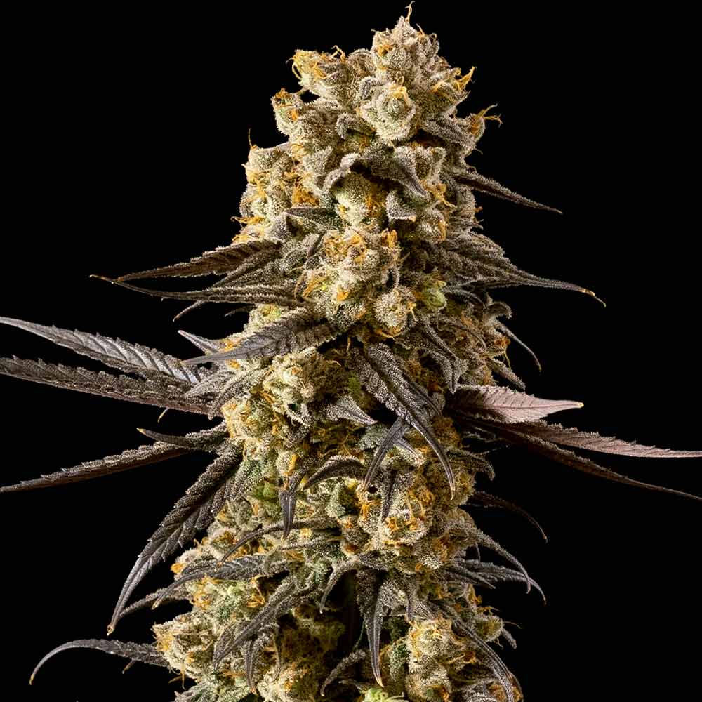 Banana Biscotti F1 Feminised Seeds product image