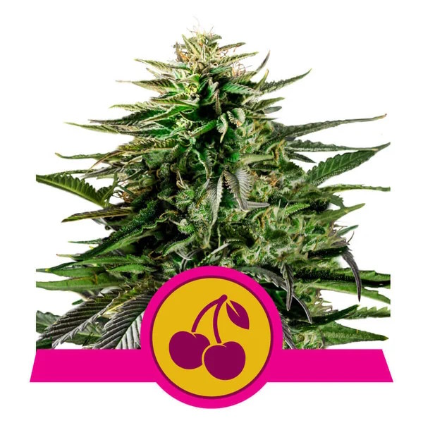 Cherry Pie Feminised Seeds product image