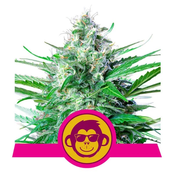 Grape Ape Feminised Seeds product image