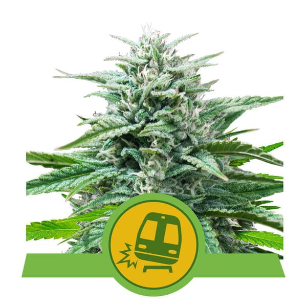 Trainwreck Auto Feminised Seeds product image