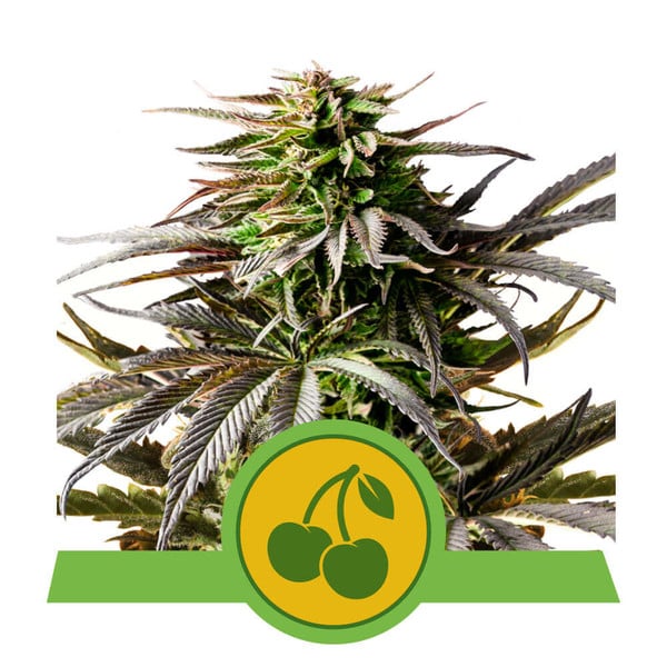 Cherry Pie Auto Feminised Seeds product image