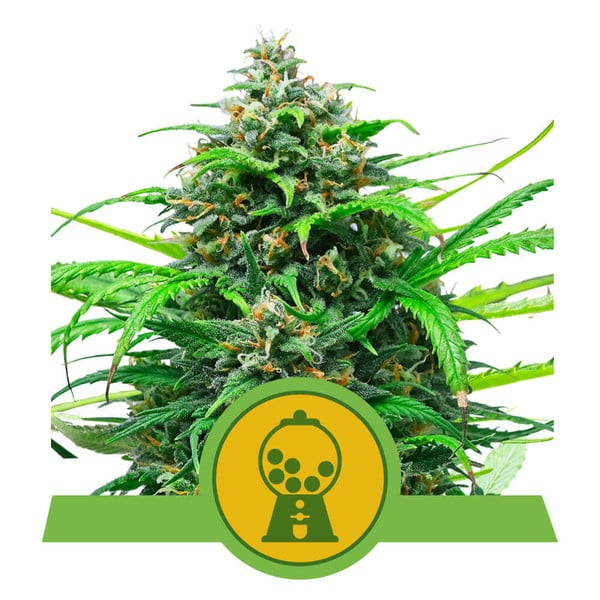 Pink Runtz Auto Feminised Seeds product image
