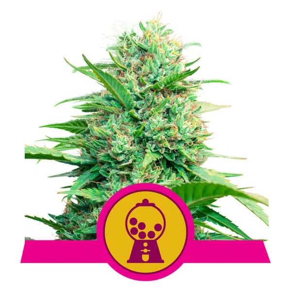 Pink Runtz Feminised Seeds product image