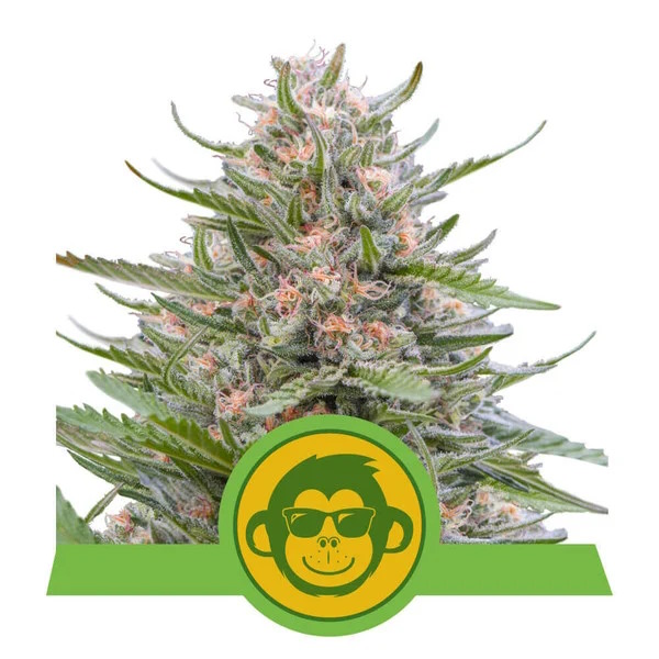 Grape Ape Auto Feminised Seeds product image