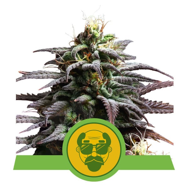 Granddaddy Purple Auto Feminised Seeds product image