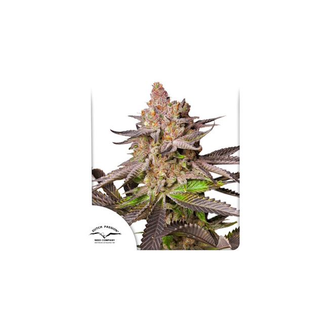 Melonade Runtz Feminised Seeds product image
