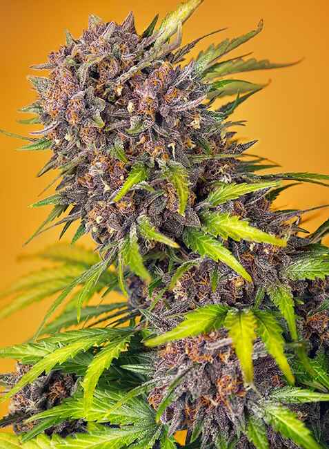 Diablo Rojo XL Auto Feminised Seeds product image
