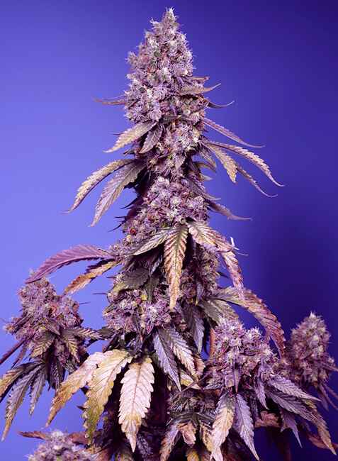Black Muffin F1 FAST Feminised Seeds product image
