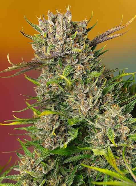 Papaya Zoap Auto Feminised Seeds product image