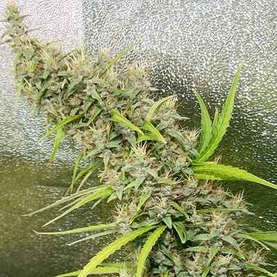 Thai x Panama Regular Seeds product image