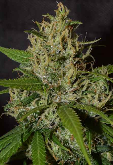 Oaxaca A5 Haze Feminised Seeds product image