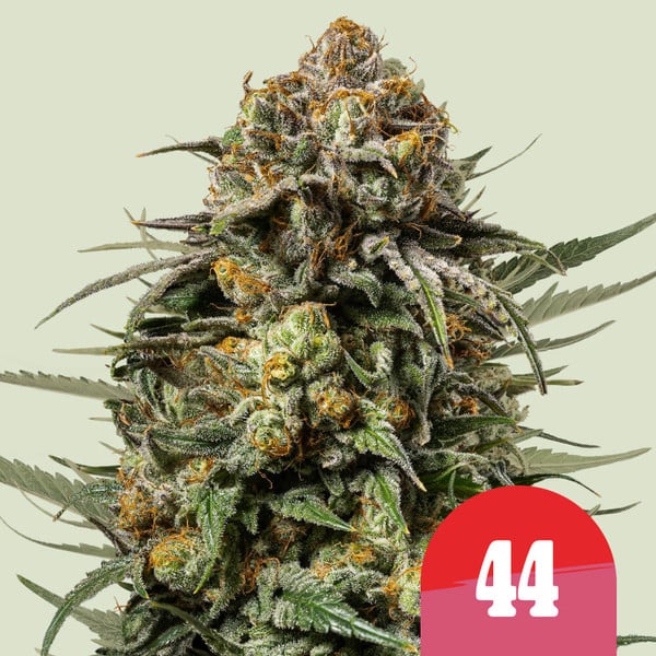 Gelato 44 Feminised Seeds product image