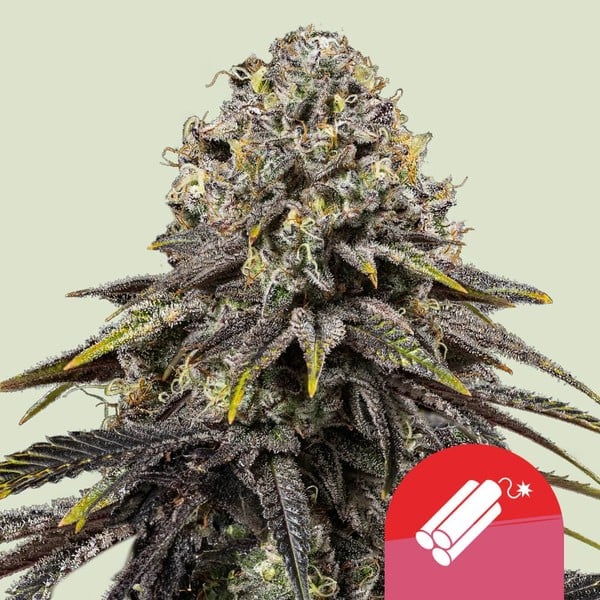 Dynamite Diesel Feminised Seeds product image