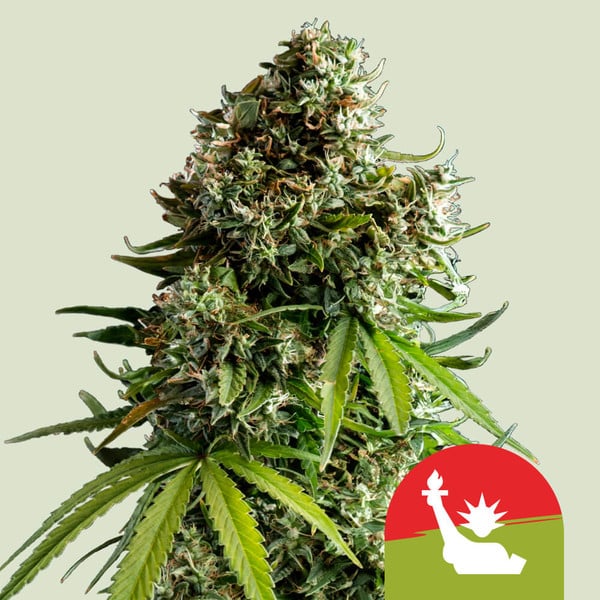 NYC Sour D Auto Feminised Seeds product image