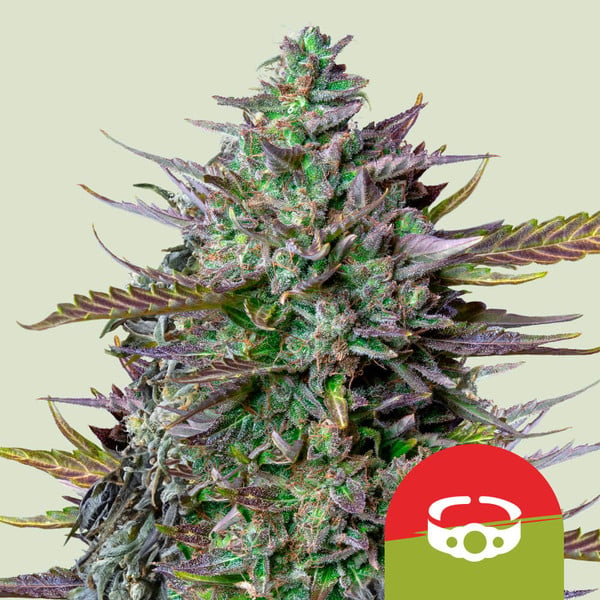 GOAT'lato Auto Feminised Seeds product image