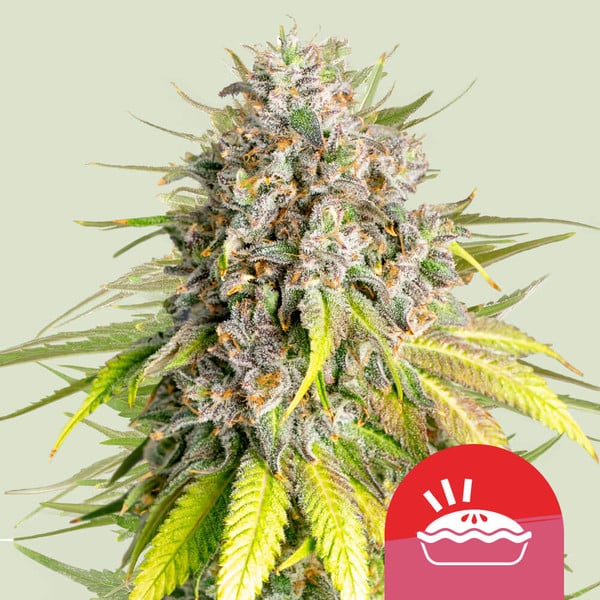 Punch Pie Feminised Seeds product image