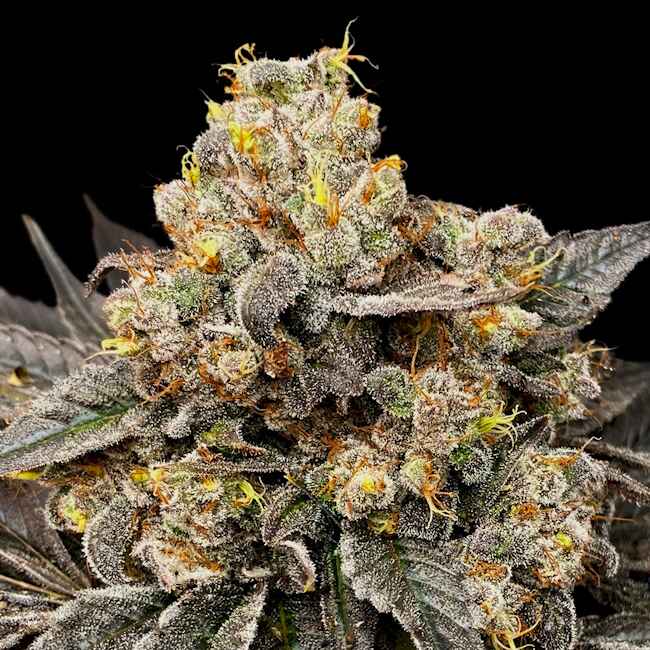 Biscotti Zkittlez Feminised Seeds product image