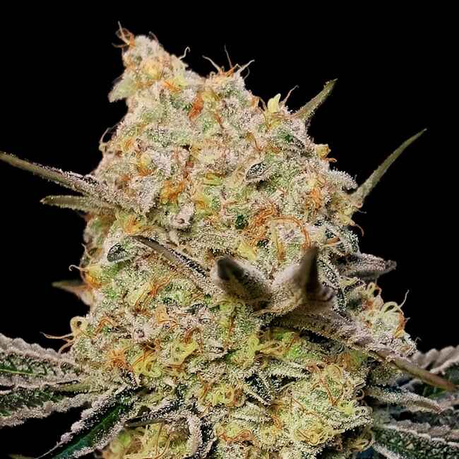 Gelato Mint Feminised Seeds product image