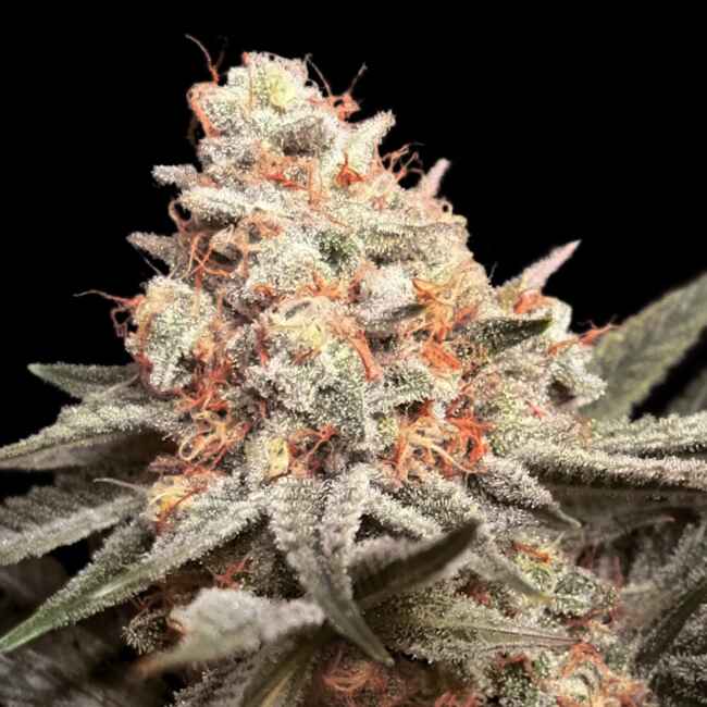 Rainbow Mints Feminised Seeds product image