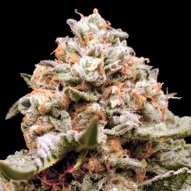 Rainbow Mints Auto Feminised Seeds product image