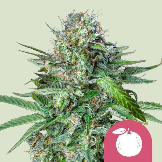 Tangie Feminised Seeds product image