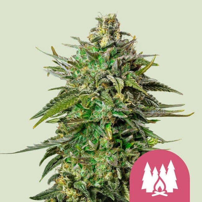 Larry OG Feminised Seeds product image