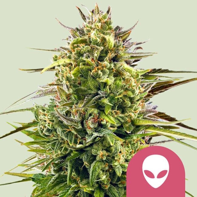 Alien OG Feminised Seeds product image