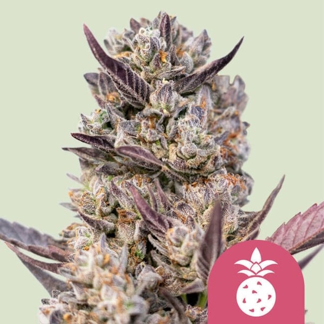Tropicana Cookies Purple Feminised Seeds product image