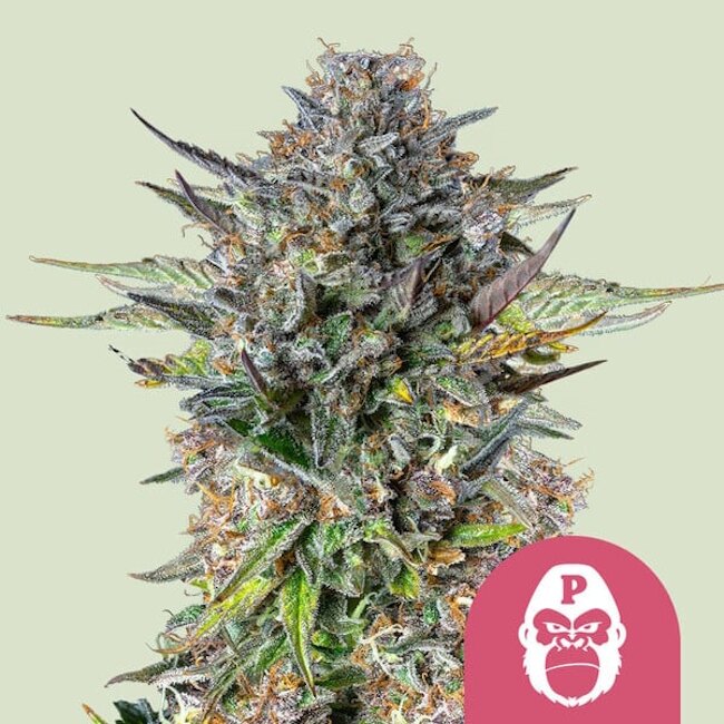 Pink Gorilla Feminised Seeds product image