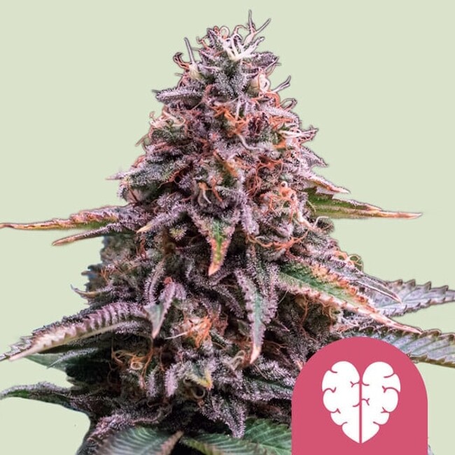 Pink Mist Feminised Seeds product image