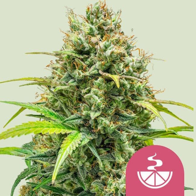Lemon Skunk Feminised Seeds product image