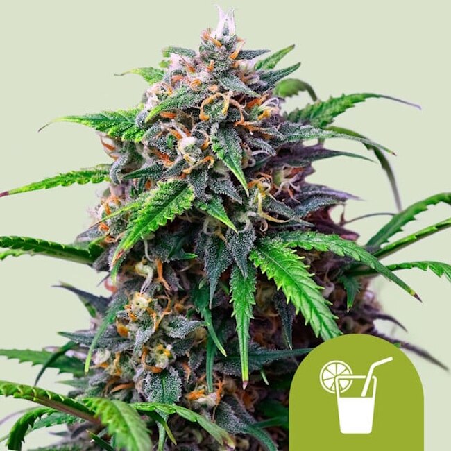 Purple Lemonade Auto Feminised Seeds product image