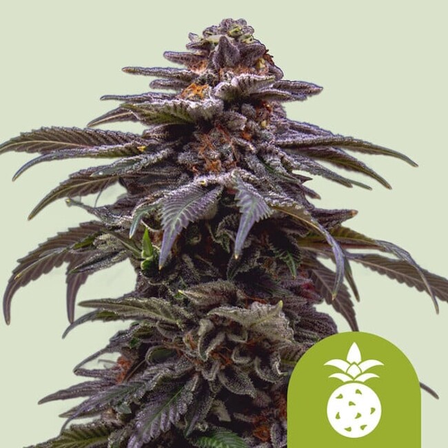 Tropicana Cookies Purple Auto Feminised Seeds product image