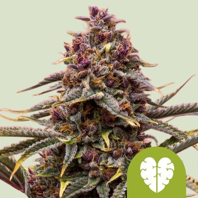Pink Mist Auto Feminised Seeds product image