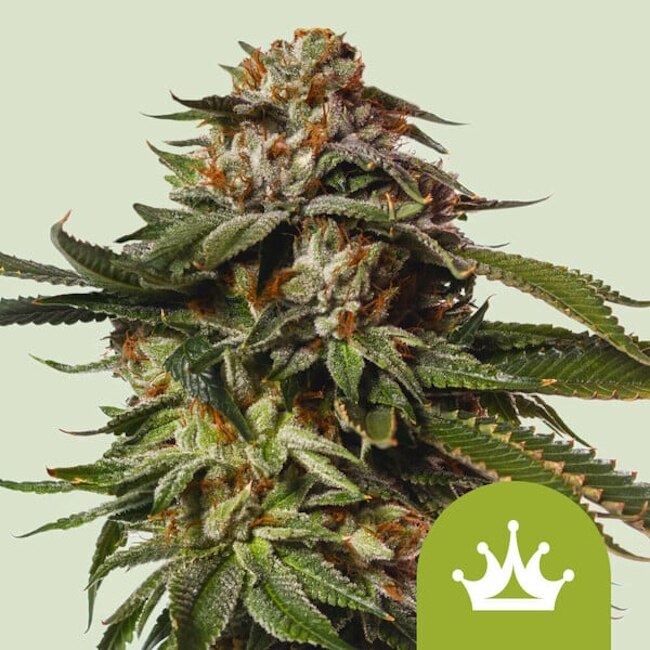 Special Queen 1 Auto Feminised Seeds product image