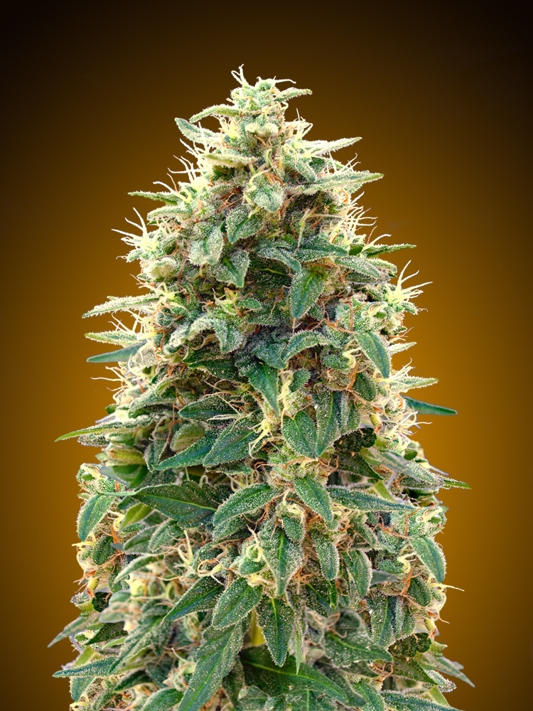 00 Cheese Auto Feminised Seeds product image