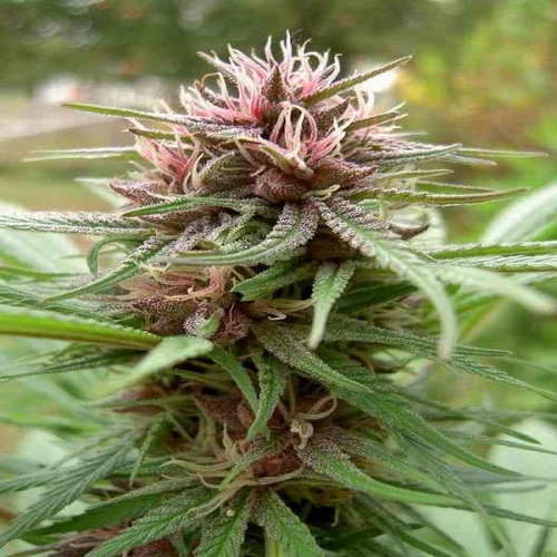 Erdpurt Regular Seeds product image